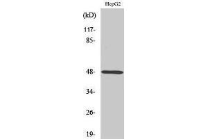 Western Blotting (WB) image for anti-Purinergic Receptor P2Y, G-Protein Coupled, 11 (P2RY11) (Internal Region) antibody (ABIN3186250) (P2RY11 Antikörper  (Internal Region))