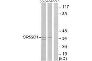 Western blot analysis of extracts from COLO/COS7 cells, using OR52D1 Antibody.