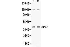 Western blot analysis of RPSA expression in HELA whole cell lysates ( Lane 1) and U2OS whole cell lysates ( Lane 2). (RPSA/Laminin Receptor Antikörper  (AA 2-138))