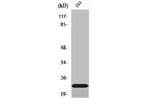 Western Blot analysis of 293 cells using Na+ CP type IIβ Polyclonal Antibody (SCN2B Antikörper  (Internal Region))