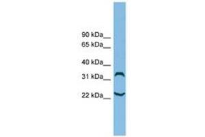 Image no. 1 for anti-Chromosome 6 Open Reading Frame 134 (C6orf134) (N-Term) antibody (ABIN6744726) (Chromosome 6 Open Reading Frame 134 (C6orf134) (N-Term) Antikörper)