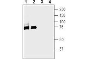 Western blot analysis of rat (lanes 1 and 3) and mouse (lanes 2 and 4) brain membranes: - 1,2. (SLC5A1 Antikörper  (Extracellular, N-Term))