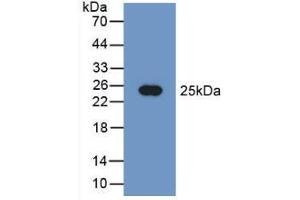 Western blot analysis of recombinant Human PEBP1. (PEBP1 Antikörper  (AA 2-187))