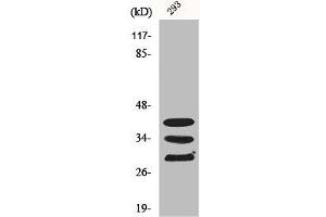 Western Blot analysis of COLO205 cells using hnRNP A1 Polyclonal Antibody (HNRNPA1 Antikörper  (Internal Region))