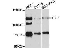 Western blot analysis of extracts of various cell lines, using DIS3 antibody. (DIS3 Antikörper)