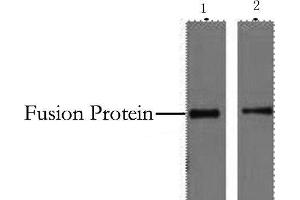 Western Blot analysis of 2 μg His fusion protein using His-Tag Monoclonal Antibody at dilution of 1) 1:5000 2) 1:10000. (His Tag Antikörper)
