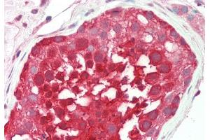 Rabbit Anti-RANBP1 antibody  Formalin Fixed Paraffin Embedded Tissue: Human Testis Primary antibody Concentration: 1:200 Secondary Antibody: Donkey anti-Rabbit-Cy3 Secondary Antibody Concentration: 1:200 Magnification: 20x Exposure Time: 0. (RANBP1 Antikörper  (C-Term))