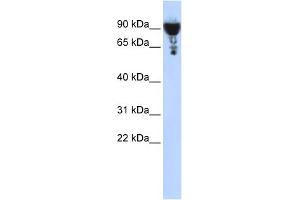 WB Suggested Anti-EXOC3 Antibody Titration: 0. (EXOC3 Antikörper  (Middle Region))