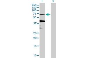 KLHL7 antibody  (AA 1-586)