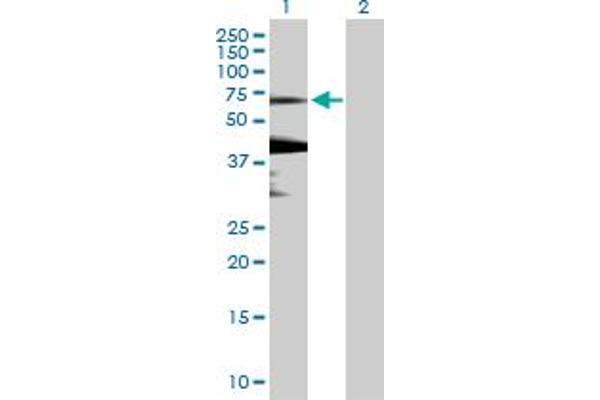 KLHL7 anticorps  (AA 1-586)