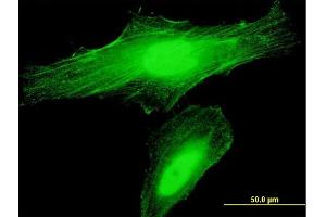 Immunofluorescence of purified MaxPab antibody to ANLN on HeLa cell. (Anillin Antikörper  (AA 1-405))