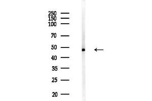 anti-Oligodendrocyte Myelin Glycoprotein (OMG) (Internal Region) antibody