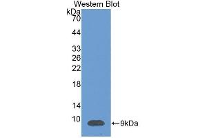 Western Blotting (WB) image for anti-Chemokine (C-X-C Motif) Ligand 12 (CXCL12) (AA 23-89) antibody (ABIN1078536) (CXCL12 Antikörper  (AA 23-89))