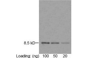 Loading: purified rGuIL-8 (Z00288) Primary antibody: 1 µg/mL Mouse Anti-Human IL-8 Monoclonal Antibody (ABIN398306) Secondary antibody: Goat Anti-Mouse IgG (H&L) [HRP] Polyclonal Antibody (ABIN398387, 1: 1,000) The signal was developed with DAB substrate. (IL-8 Antikörper)