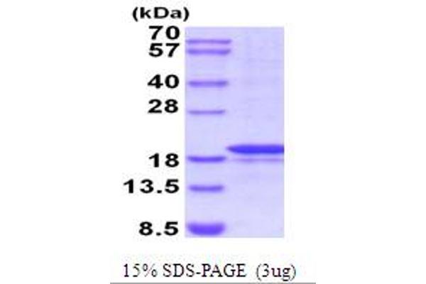 MMP7 Protein (AA 95-267)