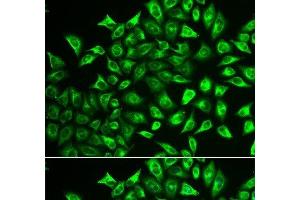Immunofluorescence analysis of U2OS cells using MMRN1 Polyclonal Antibody (Multimerin 1 Antikörper)