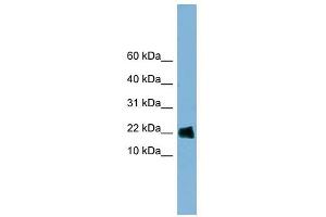 GOLGA7 antibody used at 1 ug/ml to detect target protein.