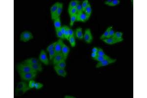 Immunofluorescence staining of HepG2 cells with ABIN7164397 at 1:200, counter-stained with DAPI. (DPY19L3 Antikörper  (AA 587-697))