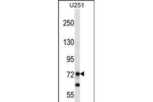PEG10 Antibody (N-term) (ABIN656590 and ABIN2845851) western blot analysis in  cell line lysates (35 μg/lane).