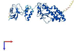 DFFB Protein (AA 1-344) (His tag)