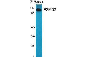 Western Blot (WB) analysis of specific cells using PSMD2 Polyclonal Antibody. (PSMD2 Antikörper  (N-Term))