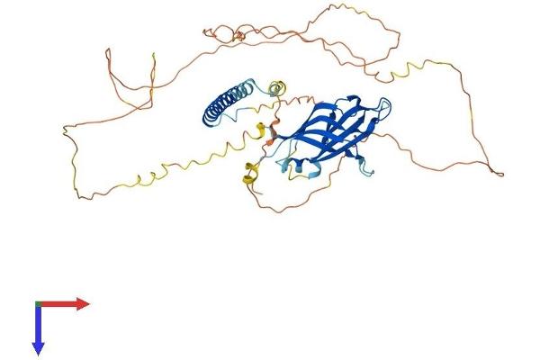 RAB11FIP2 Protein (AA 1-512) (His tag)