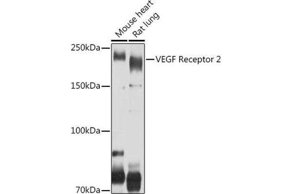 VEGFR2/CD309 antibody  (AA 20-200)