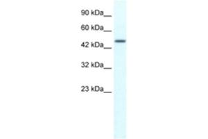 Western Blotting (WB) image for anti-Tripartite Motif Containing 39 (TRIM39) antibody (ABIN2461043) (TRIM39 Antikörper)