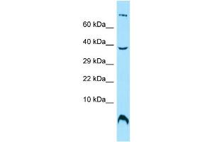 WB Suggested Anti-OST4 Antibody Titration: 1.