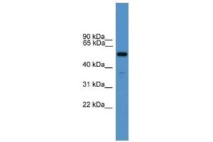 RXFP3 antibody used at 0. (Relaxin 3 Receptor 1 Antikörper  (N-Term))