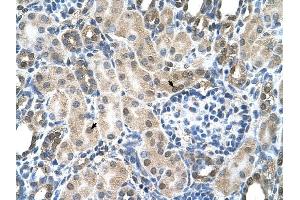 SLC19A1 antibody was used for immunohistochemistry at a concentration of 4-8 ug/ml to stain Epithelial cells of renal tubule (arrows) in Human Kidney. (SLC19A1 Antikörper)