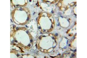 Used in DAB staining on fromalin fixed paraffin-embedded pancreas tissue (Tetraspanin 3 Antikörper  (AA 107-213))