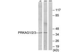 Western blot analysis of extracts from 293/Jurkat cells, using PRKAG1/2/3 Antibody.