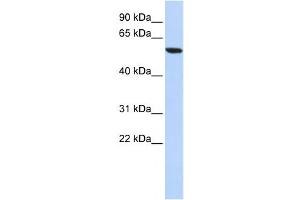 Western Blotting (WB) image for anti-Zinc Finger Protein 248 (ZNF248) antibody (ABIN2458194) (ZNF248 Antikörper)
