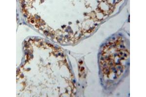 IHC-P analysis of testis tissue, with DAB staining. (FNBP1 Antikörper  (AA 348-529))