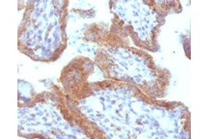 IHC testing of FFPE human placenta with MAML2 antibody (clone MMLP2-1). (MAML2 Antikörper)
