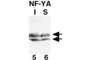 Western Blot of Rabbit Anti-NF-Y(A subunit) Antibody. (NFYA Antikörper  (N-Term))