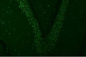 IF analysis of SNRPA1 using anti-SNRPA1 antibody (ABIN7599131). (SNRPA1 Antikörper  (AA 1-233))