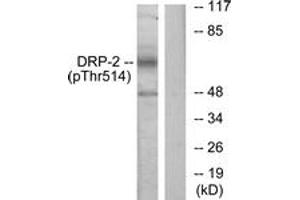 Western blot analysis of extracts from NIH-3T3 cells treated with PMA 125ng/ml 30', using DRP-2 (Phospho-Thr514) Antibody. (DRP2 Antikörper  (pThr514))