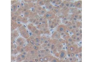 Used in DAB staining on fromalin fixed paraffin- embedded Kidney tissue (UQCRB Antikörper  (AA 2-111))