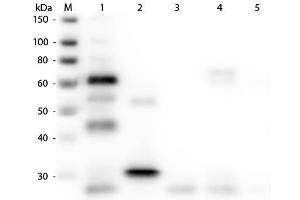 Western Blot of Anti-Chicken IgG (H&L) (GOAT) Antibody (Min X Bv Gt GP Ham Hs Hu Ms Rb Rt & Sh Serum Proteins) . (Ziege anti-Huhn IgG (Heavy & Light Chain) Antikörper (TRITC) - Preadsorbed)