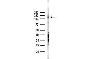 Western blot analysis of lysates from B16F10-LUC cells(LPS 4h treatment), using HIF1 alpha Mouse monoclonal Antibody at 1/1000 dilution.