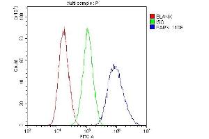 Flow Cytometry analysis of A431 cells using anti-PARN antibody (ABIN6719422). (PARN Antikörper  (AA 1-301))