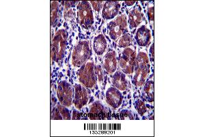 EIF2S1 Antibody immunohistochemistry analysis in formalin fixed and paraffin embedded human stomach tissue followed by peroxidase conjugation of the secondary antibody and DAB staining.
