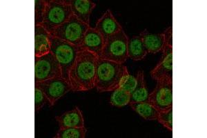 Immunofluorescence analysis of NTERA-2 cells using CRTC3 monoclonal antibody, clone 5G9  (green).