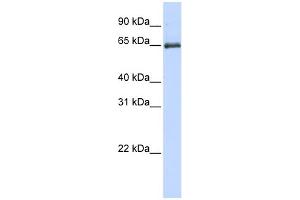 WB Suggested Anti-HSPA2 Antibody Titration: 0. (HSPA2 Antikörper  (Middle Region))