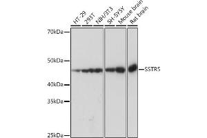 Western blot analysis of extracts of various cell lines, using SSTR5 Rabbit mAb (ABIN7270495) at 1:1000 dilution. (SSTR5 Antikörper)