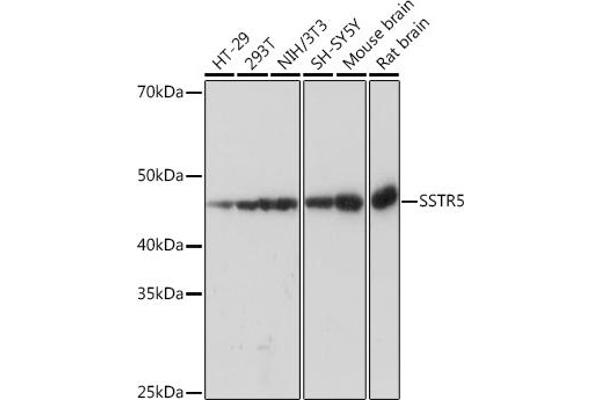 SSTR5 Antikörper