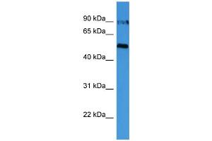 WB Suggested Anti-OVGP1  Antibody Titration: 0.