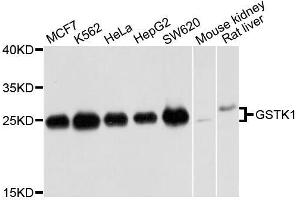 Western blot analysis of extracts of various cell lines, using GSTK1 antibody. (GSTK1 Antikörper  (AA 1-226))